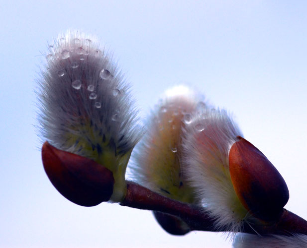 Pussy Willow