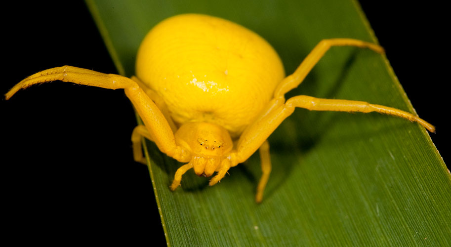 Crab Spider