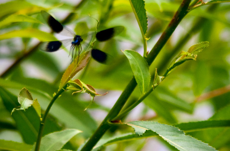 Banded Demoiselle a-fluttering