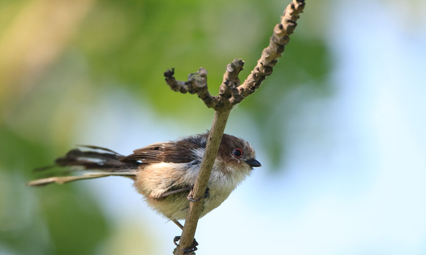 The Scruffiest Long Tailed Tit ever?