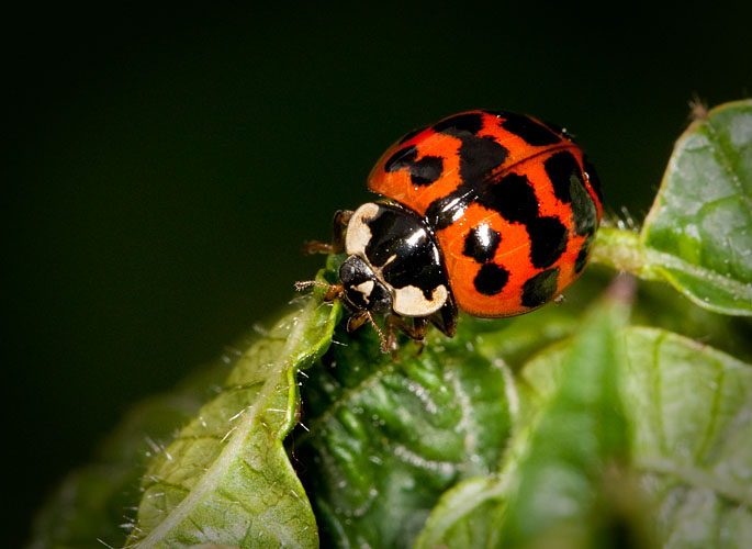 Harlequin Ladybird