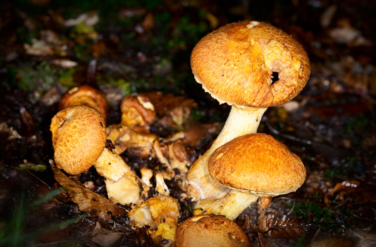 Honey Fungus