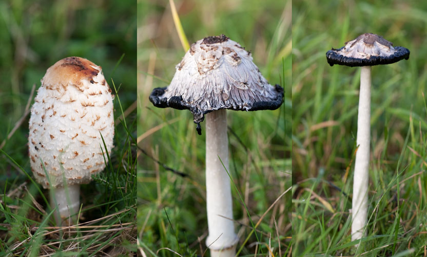 Shaggy Inkcap / Lawyer's Wig
