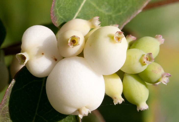 Snowberries