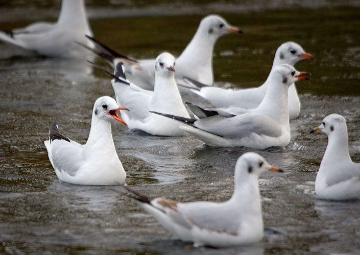 Nice gulls