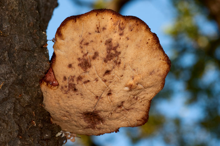 Beefsteak fungus