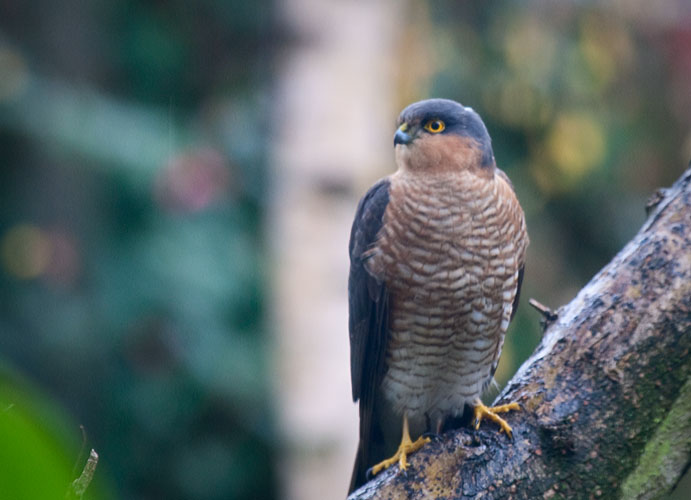 Sparrowhawk