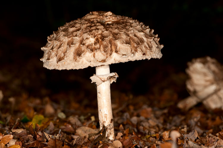 Shaggy Parasol