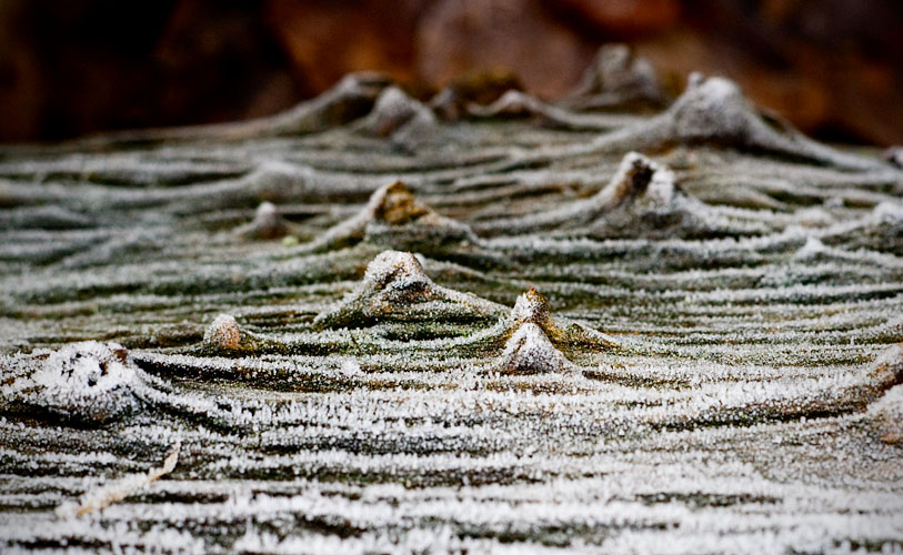 Frosted Bark