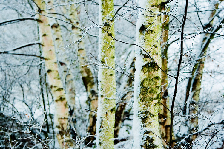 Silver Birch in the snow