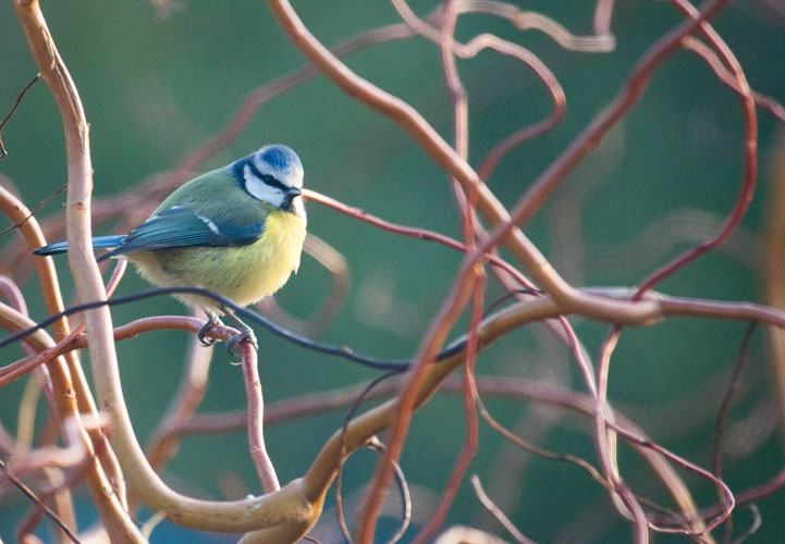 Round Blue Tit