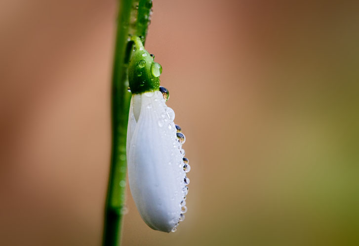 Snowdrop