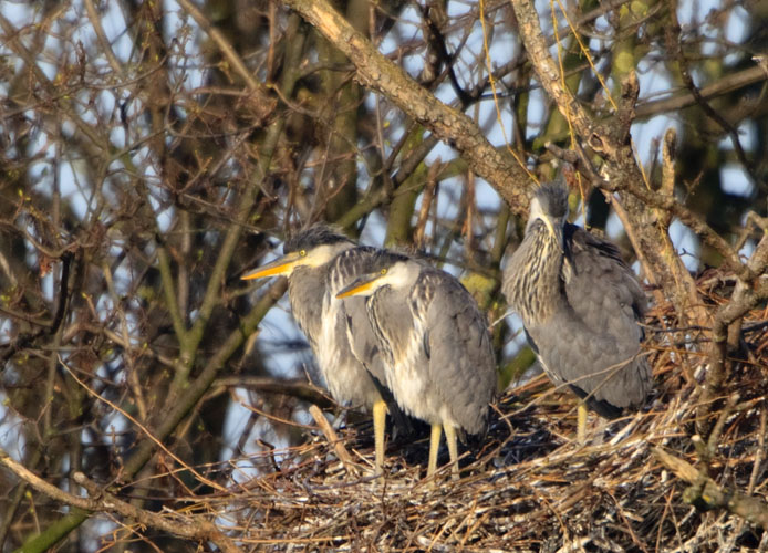 Young Herons