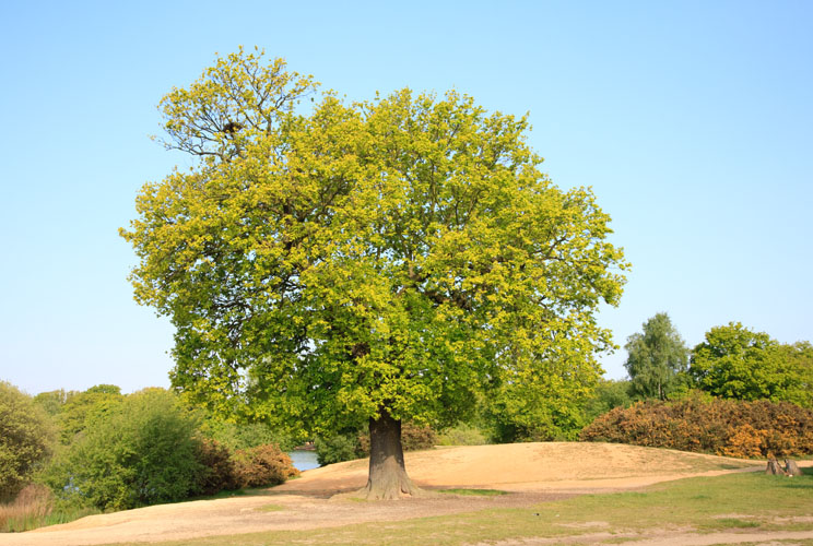 LDNP Oak again