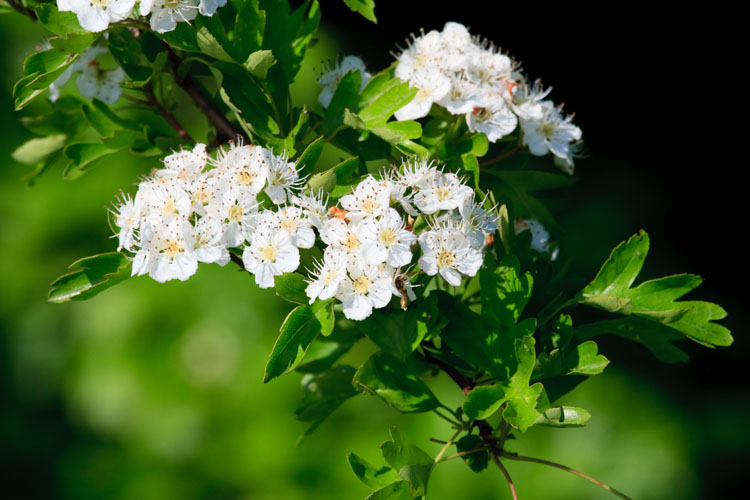 Have you cast your clouts yet?