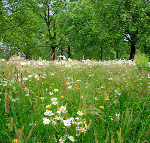A Central London Meadow