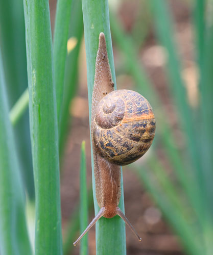 Common Garden (or Allotment) Snail