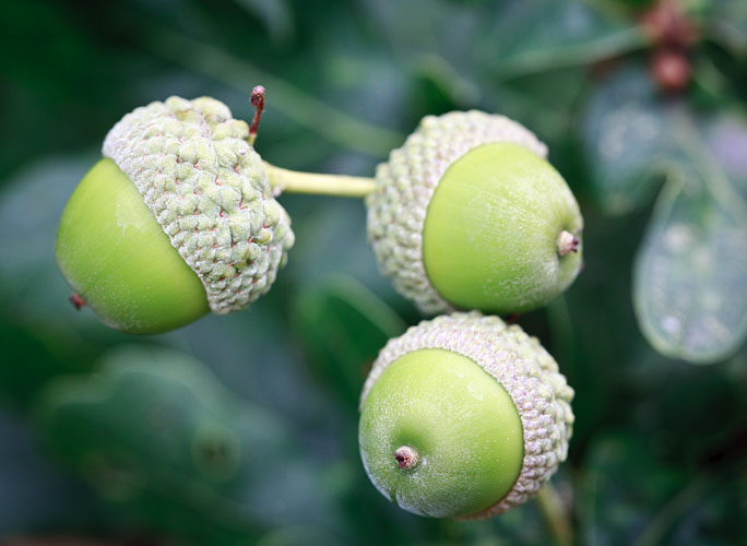 Acorns