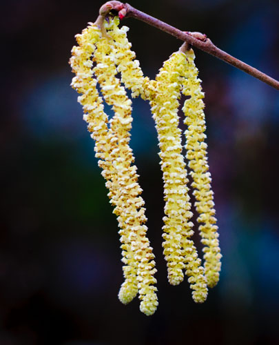 Catkins