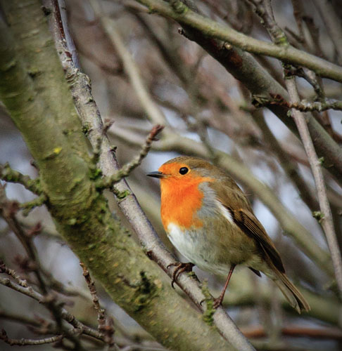 Robin 