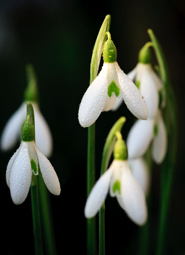 Snowdrops