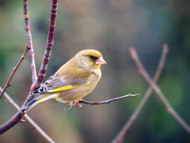 Greenfinch