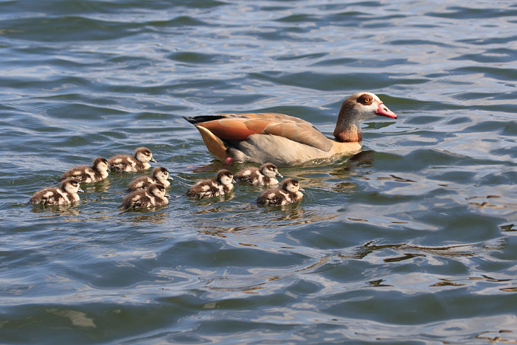 Egyptian Goose and Goslings
