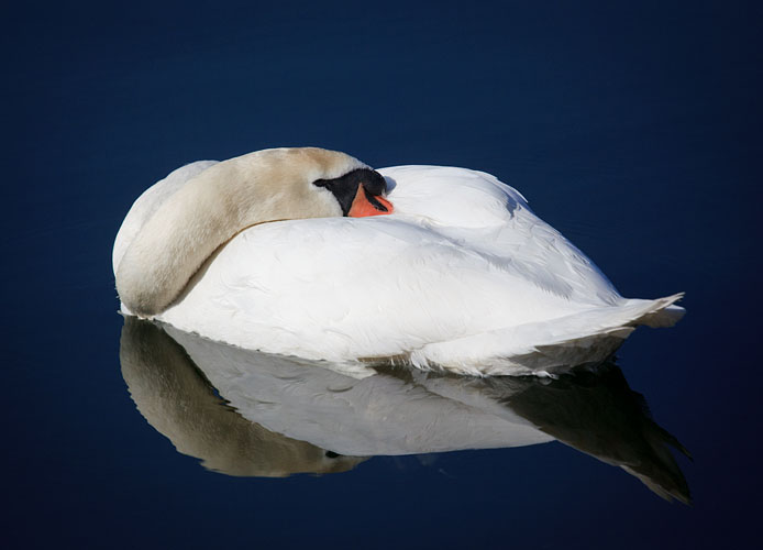 Swan, sleeping...