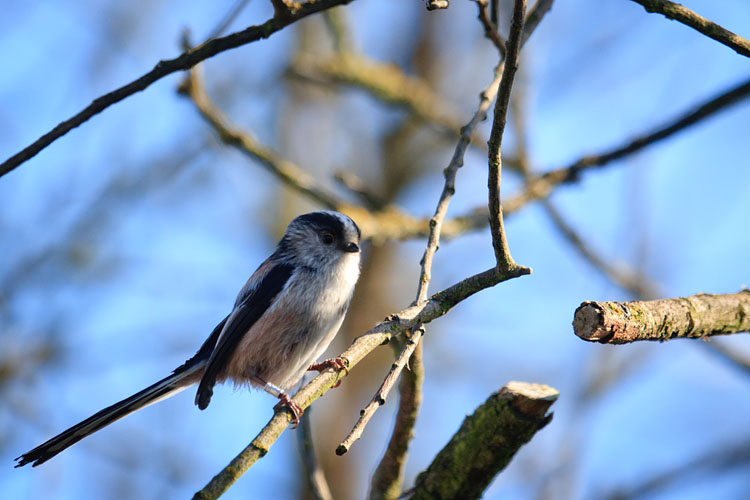 Long Tailed Tit