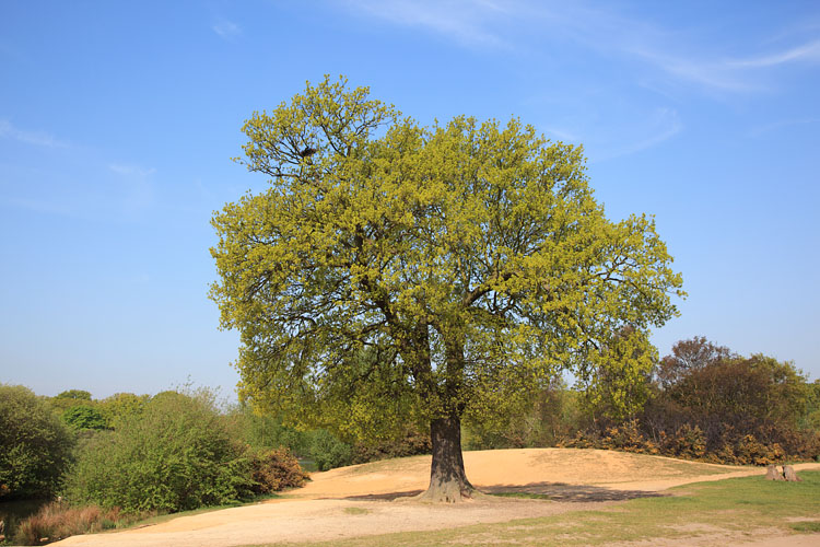LDNP Oak back in leaf....