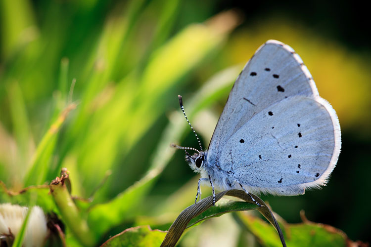 Holly Blue