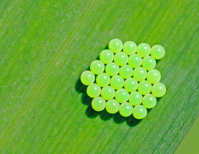 Green Eggs...no ham!