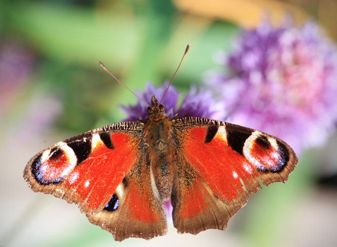 Peacock on Chives
