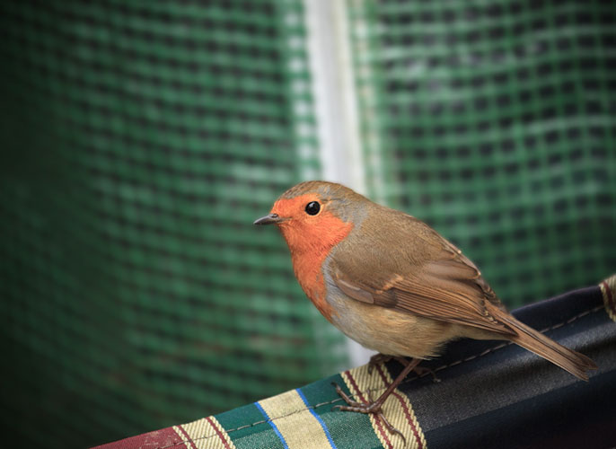 Have you counted me yet?