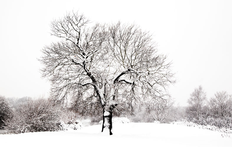 Snowy LDNP Oak....again
